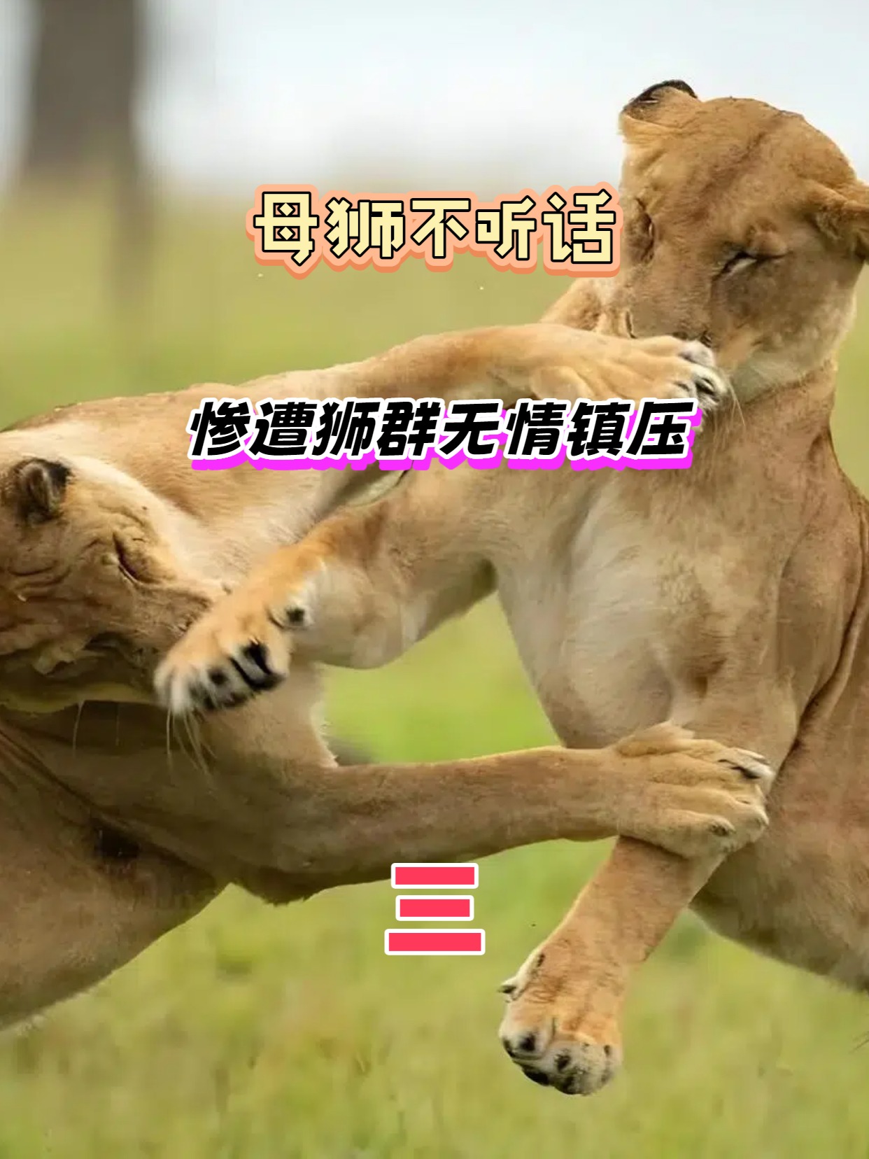 雄狮不敌对手，败北后排名下滑