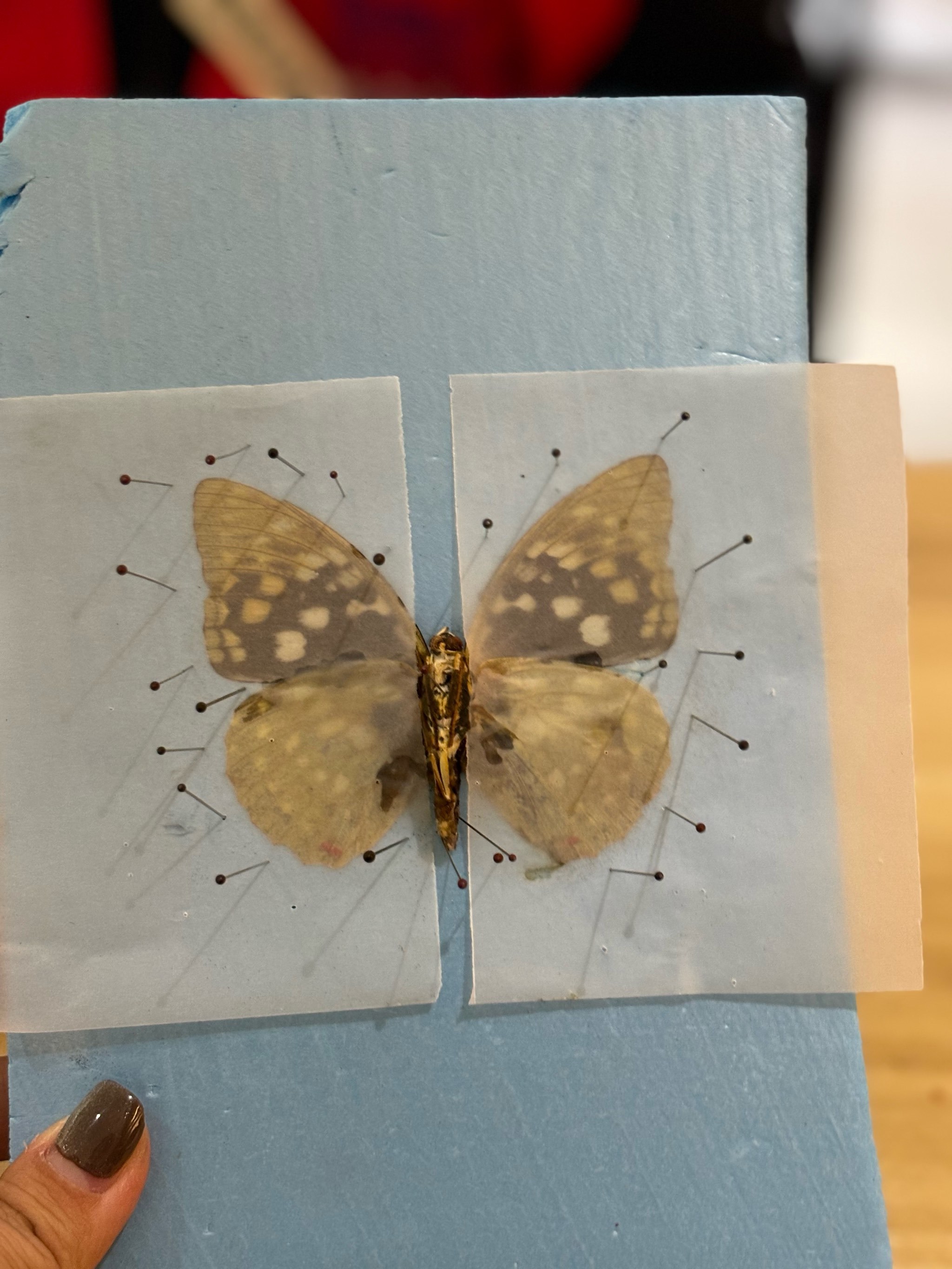 开云体育在线-JDG绝杀DFM，Ming关键团战开团秒人峡谷大战四强赛，留下经典瞬间